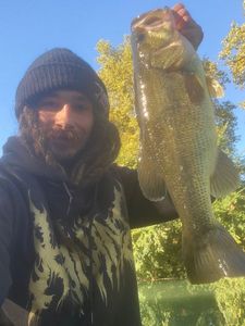 Largemouth Bass