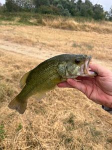 Largemouth Bass