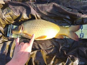Common Carp