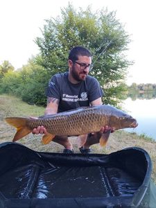 Common Carp