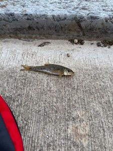 Gudgeon