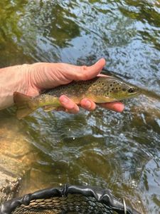 Brown Trout