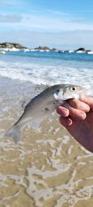 European Bass (Seabass)