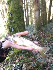 Brown Trout