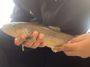 Brown Trout