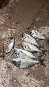 Black Seabream