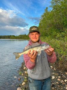 Walleye