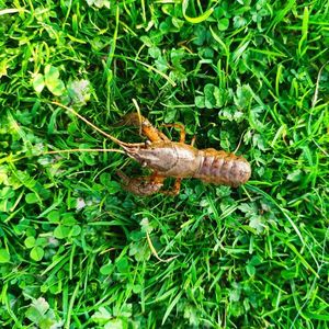 Spinycheek Crayfish