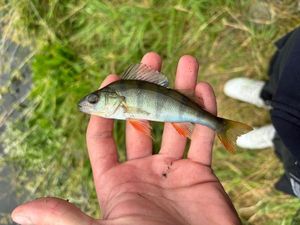 European Perch