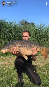 Mirror Carp