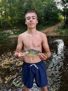 European Perch
