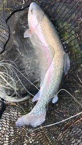 Rainbow Trout