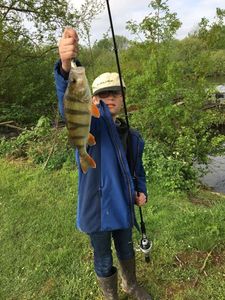 European Perch
