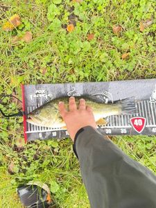 Largemouth Bass