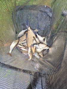 Common Bream