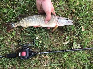 Northern Pike