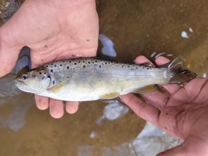 Brown Trout