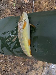 Brown Trout