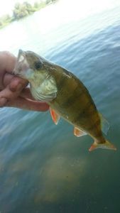 European Perch