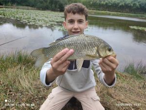 Crucian Carp