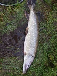 Northern Pike