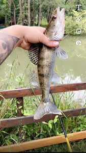 Zander