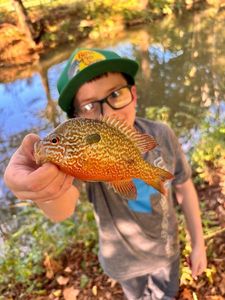 Redbreast Sunfish