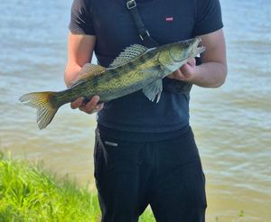 Zander