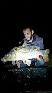 Common Carp