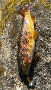 Brown Trout