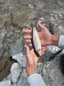 Brook Trout