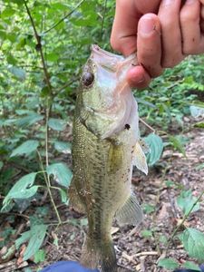 Largemouth Bass