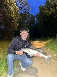 Zander