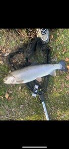 Rainbow Trout