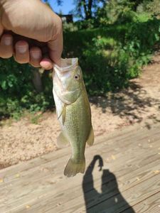 Largemouth Bass