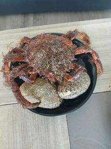 European Spider Crab