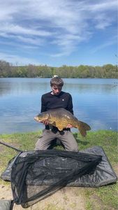 Common Carp