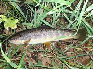 Brown Trout