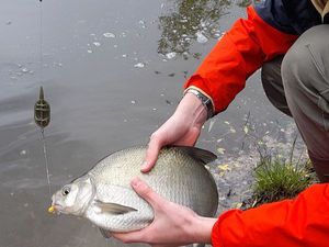 Common Bream