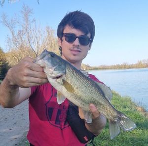 Largemouth Bass