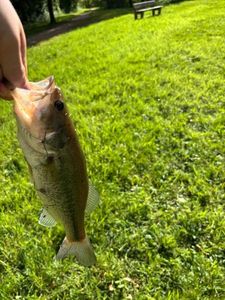 Largemouth Bass