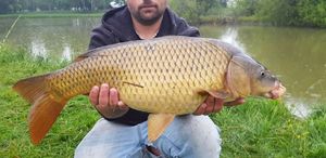 Common Carp