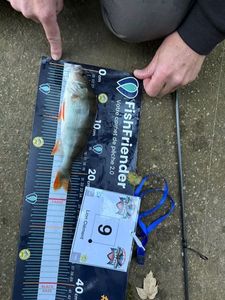 European Perch
