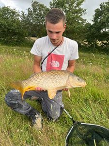 Common Carp