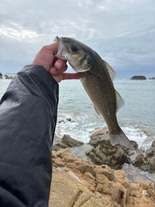 European Bass (Seabass)