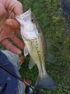 Largemouth Bass