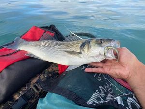 European Bass (Seabass)