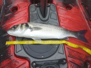 European Bass (Seabass)