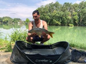 Common Carp