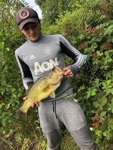 Largemouth Bass